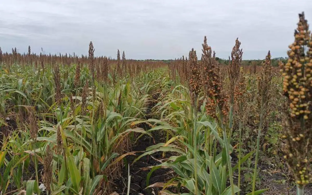 Producción de sorgo llega a su fin